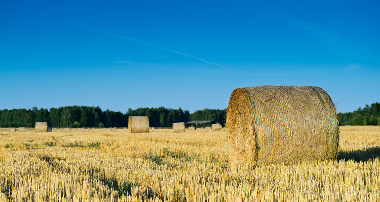 From Russia with oats: Russia's Agriculture Sector 2016/17